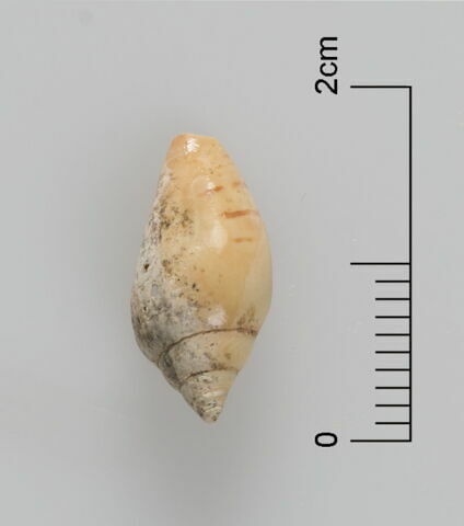 perles  ; coquillage, image 4/4
