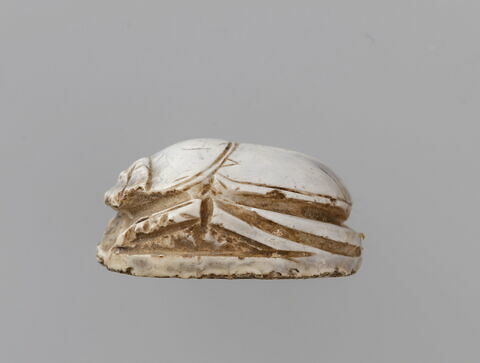 scarabée, image 3/3
