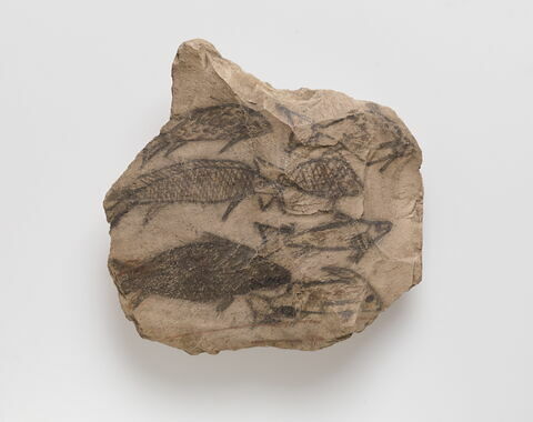 ostracon figuré, image 3/4