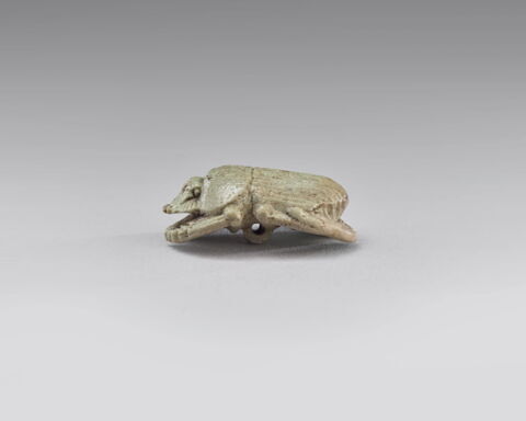 scarabée à ventre détaillé, image 4/4