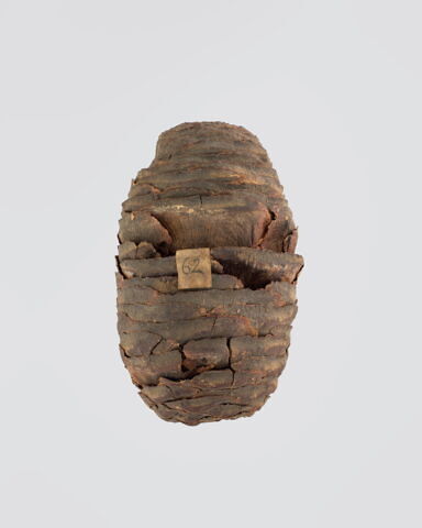 cône de cèdre, image 2/2