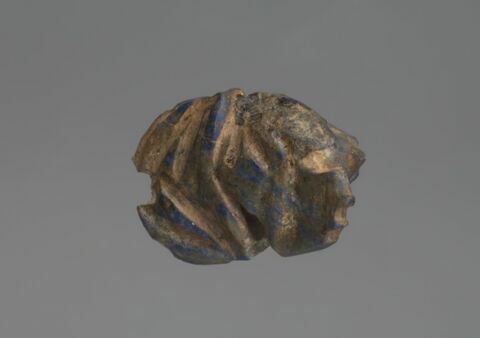 scarabée à ventre détaillé, image 3/5