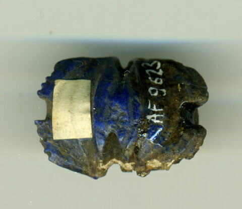 scarabée à ventre détaillé, image 2/5