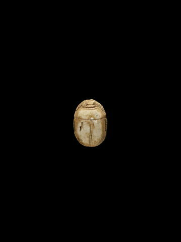 scarabée, image 2/2