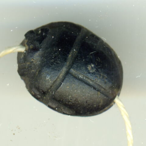 scarabée, image 2/2