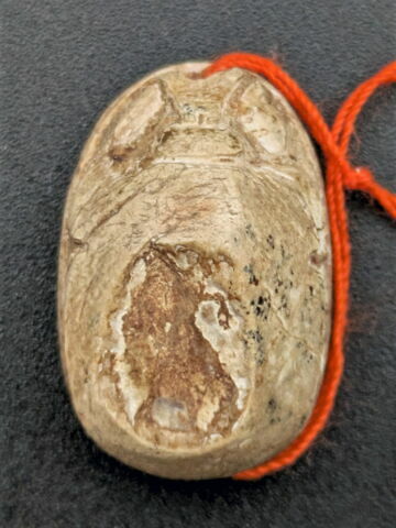 scarabée, image 2/2