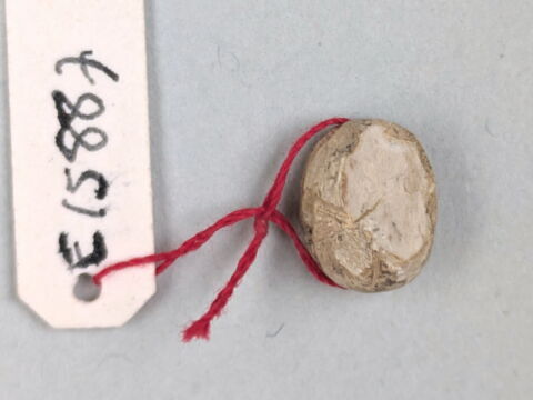 scarabée, image 2/2