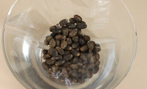 graine de ricin
