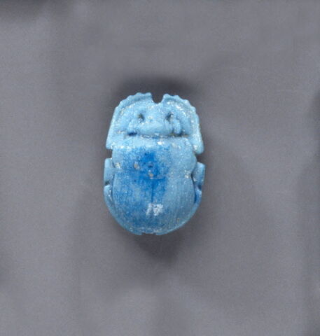 scarabée à ventre détaillé