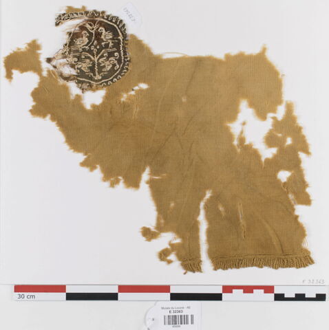 orbiculus ; fragment