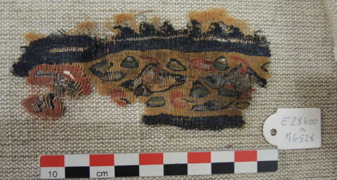 orbiculus ; clavus ; fragment, image 2/4