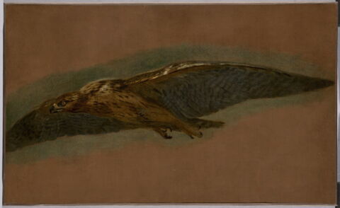 Un Oiseau de proie volant