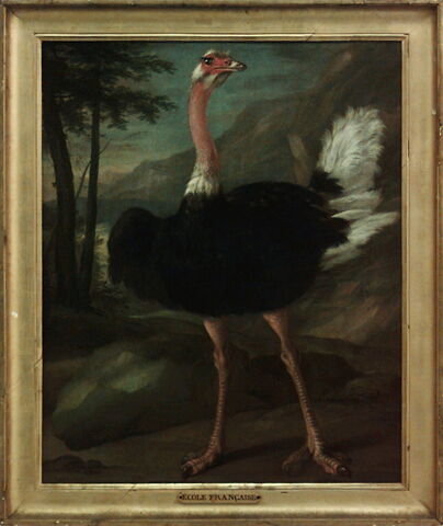 Autruche. Étude, image 2/2