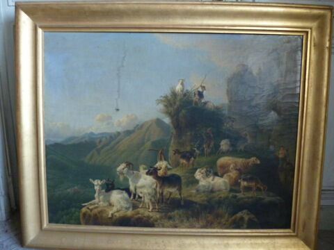 Chèvres et moutons au pâturage