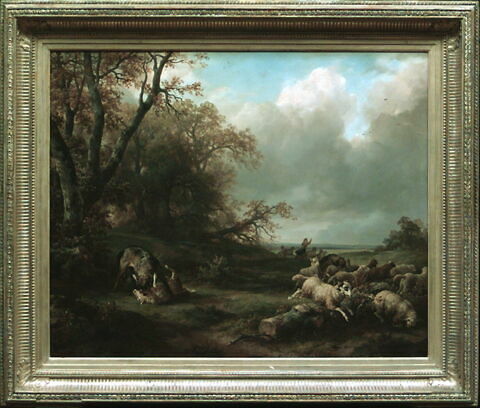 Loup dévorant une brebis., image 2/2