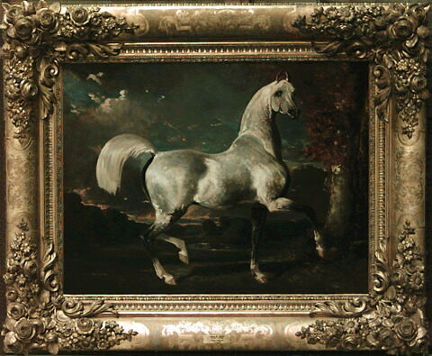 Étalon arabe, image 3/3