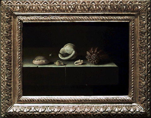 Six coquillages sur une tablette de pierre, image 2/2