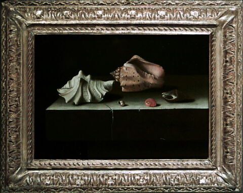 Cinq coquillages sur une tablette de pierre, 1696, image 2/2