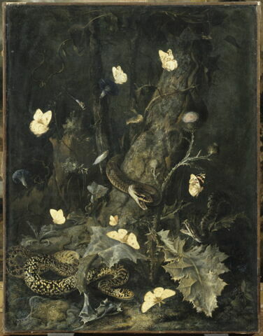 Serpents et papillons dans un sous-bois, image 2/3