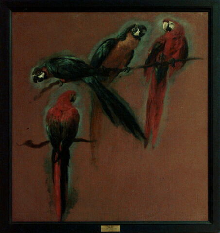 Études de deux perroquets aras, image 3/3