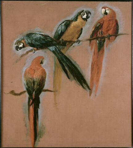 Études de deux perroquets aras, image 2/3