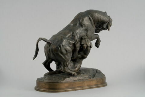 Taureau surpris par un tigre, image 3/9