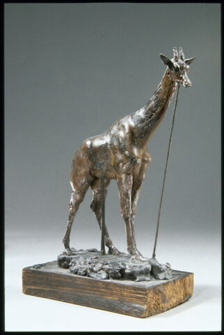 Girafe, image 7/14