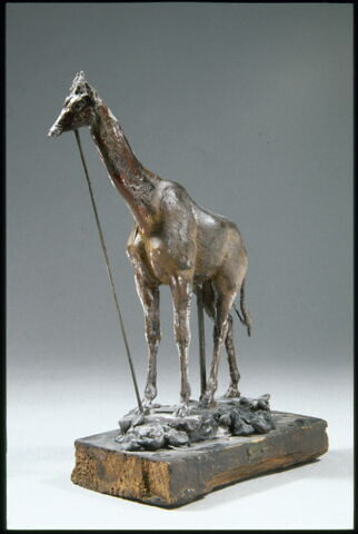 Girafe, image 13/14