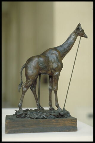 Girafe, image 14/14