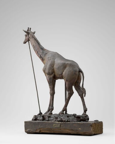 Girafe, image 4/14