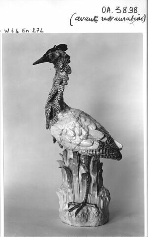 Coq d'Inde, image 5/5