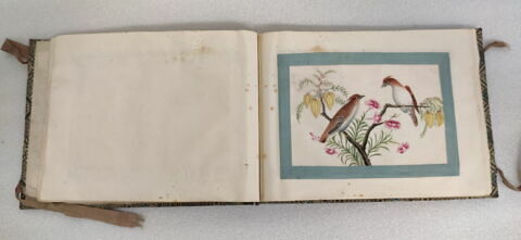 Petit album de peintures d'exportation: fleurs, oiseaux et insectes, image 20/31