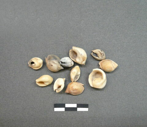 perle ; coquillage