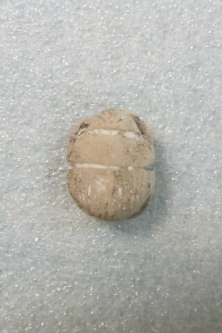 scarabée à ventre détaillé