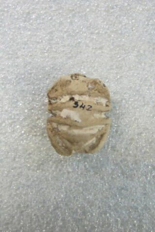 scarabée à ventre détaillé, image 2/2