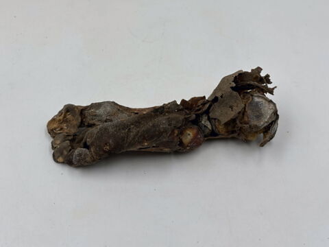 squelette, image 7/13