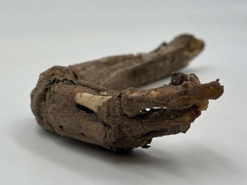 squelette, image 11/13