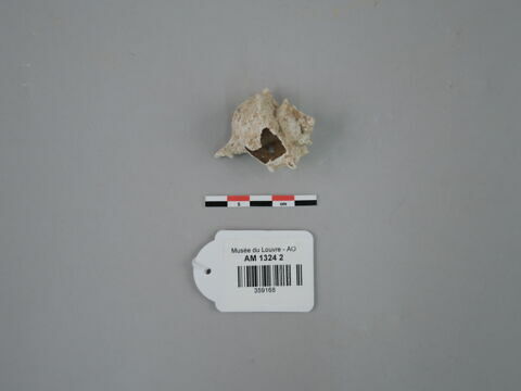 coquillage