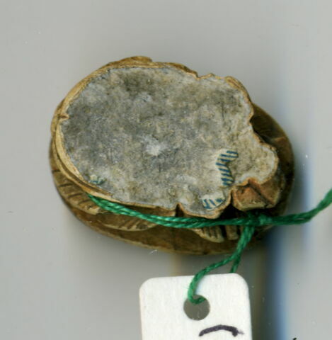 scarabée, image 2/2