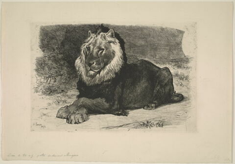 Lion allongé pattes de devant croisées