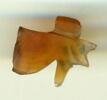 amulette oudjat sommaire, image 1/2