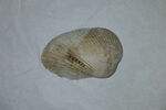 coquillage, image 1/2