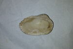 coquillage, image 2/2