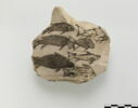 ostracon figuré, image 1/4