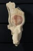 statue, image 1/5