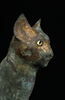 cercueil de chat ; momie de chat, image 9/9
