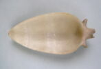 cuiller à fard, image 2/3