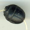 scarabée, image 2/2