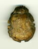 scarabée à ventre détaillé, image 1/2