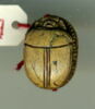 scarabée, image 2/2